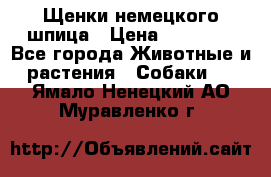 Щенки немецкого шпица › Цена ­ 20 000 - Все города Животные и растения » Собаки   . Ямало-Ненецкий АО,Муравленко г.